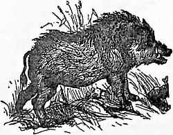 Illustration